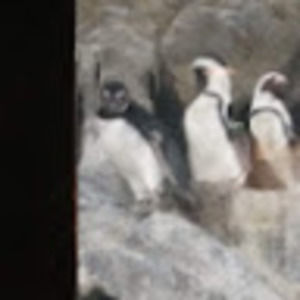 Meet your Posher, Amine